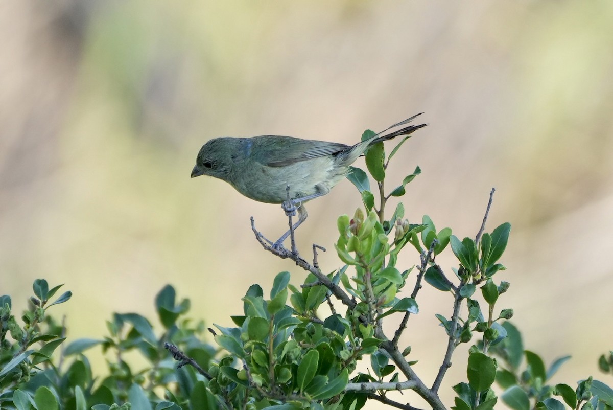 Painted Bunting - ML472639871