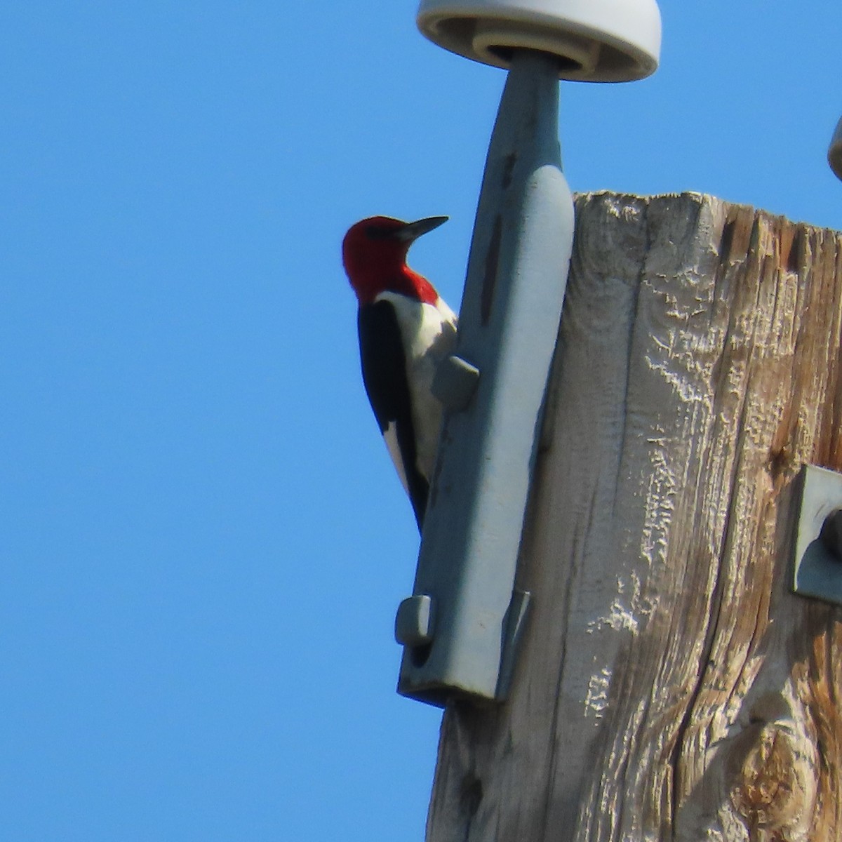 Red-headed Woodpecker - ML472639931