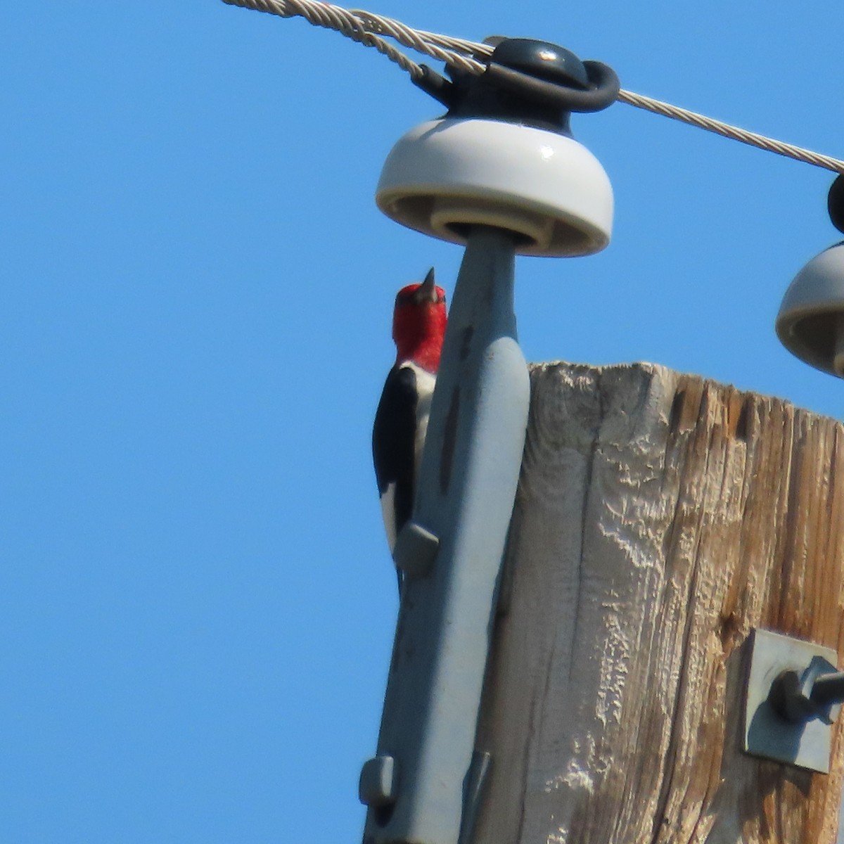Red-headed Woodpecker - ML472639941