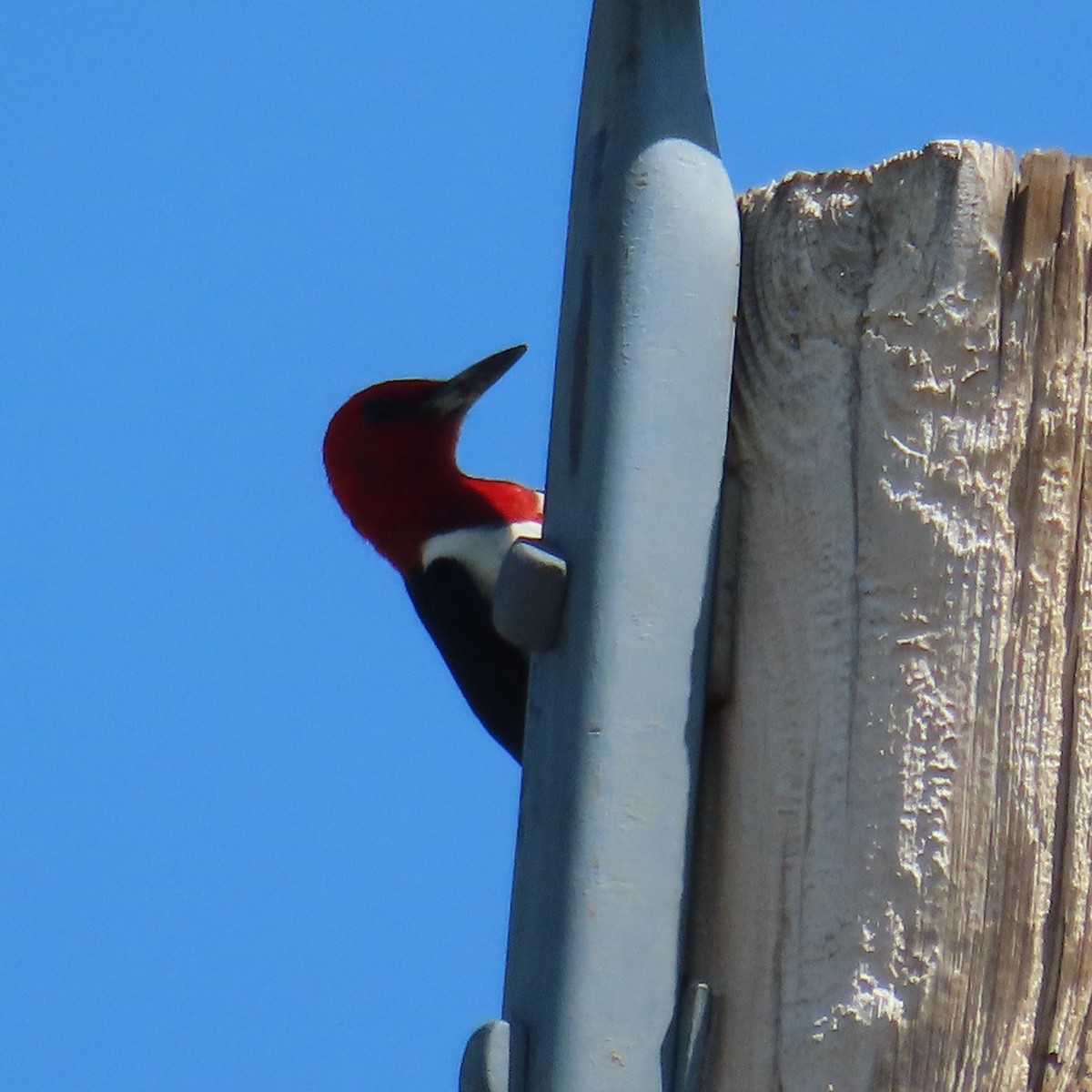 Red-headed Woodpecker - ML472639961