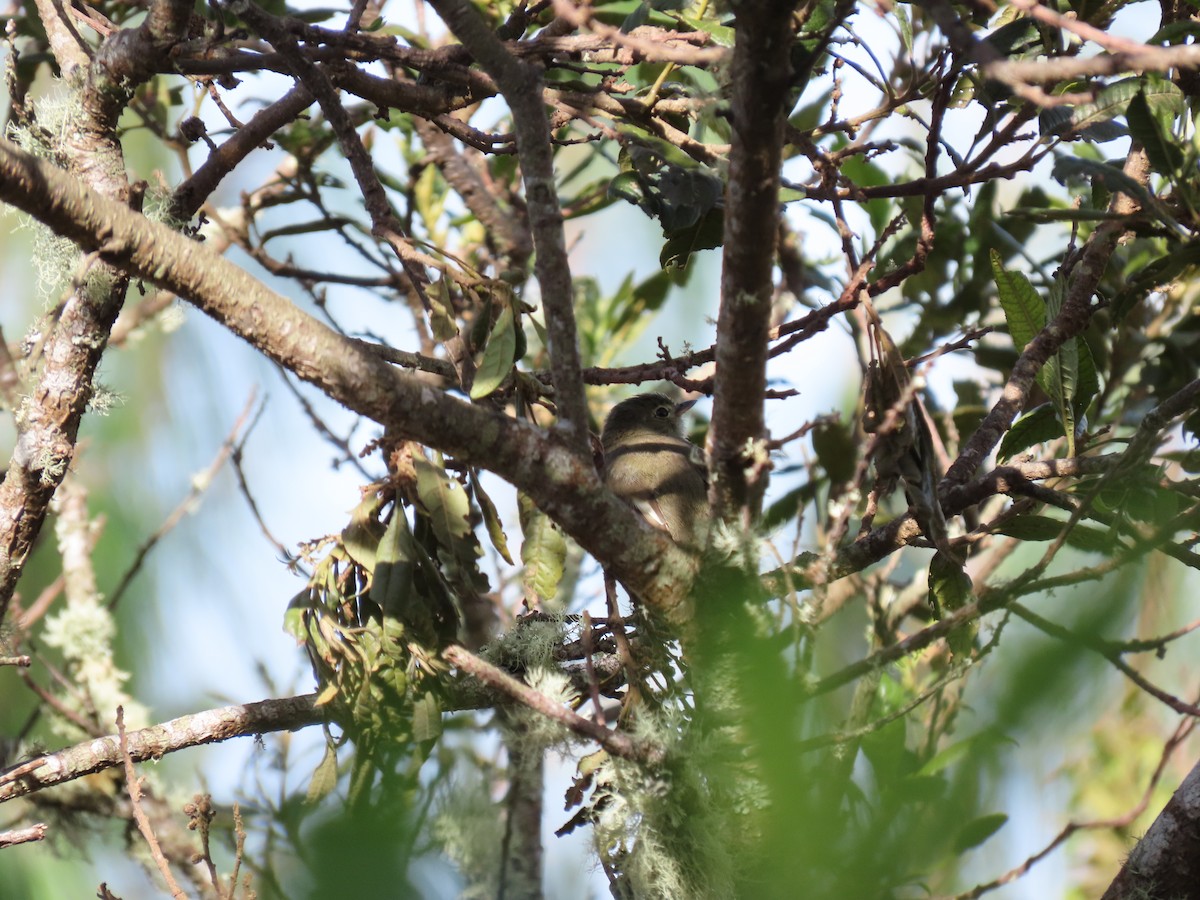 Mountain Elaenia - Shuyu D