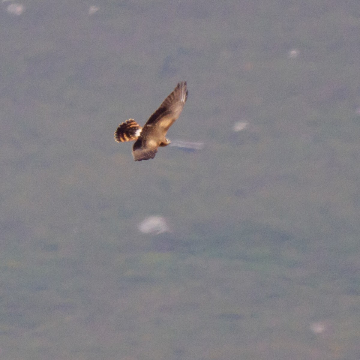 Montagu's Harrier - ML472640711