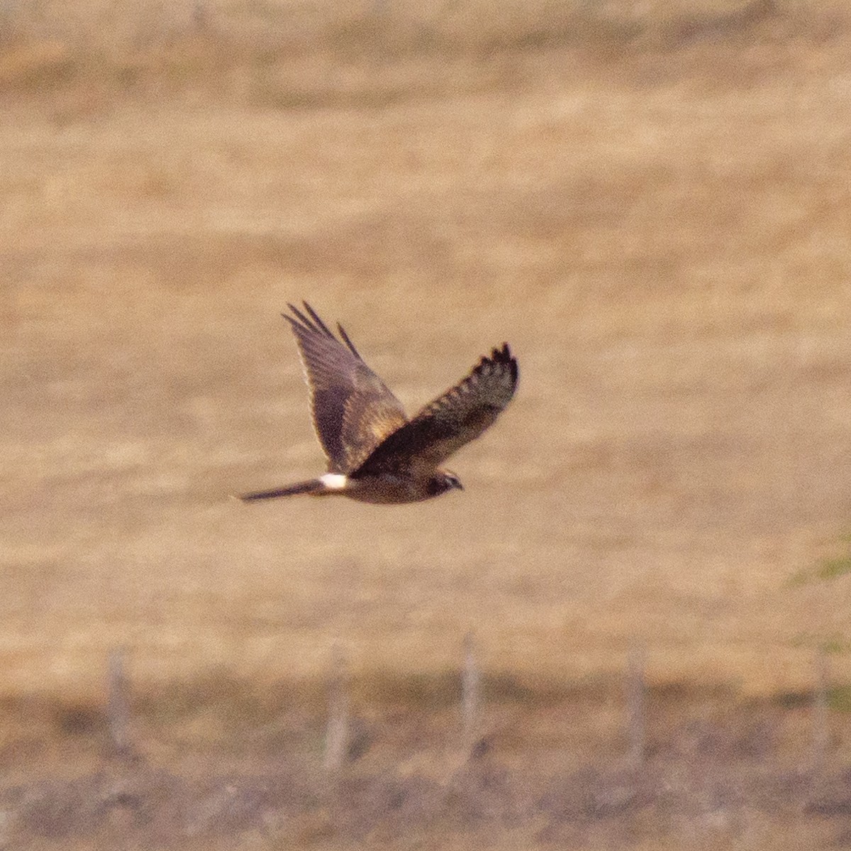 Montagu's Harrier - ML472640751