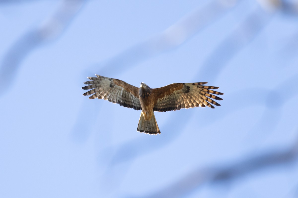 Square-tailed Kite - ML472640941