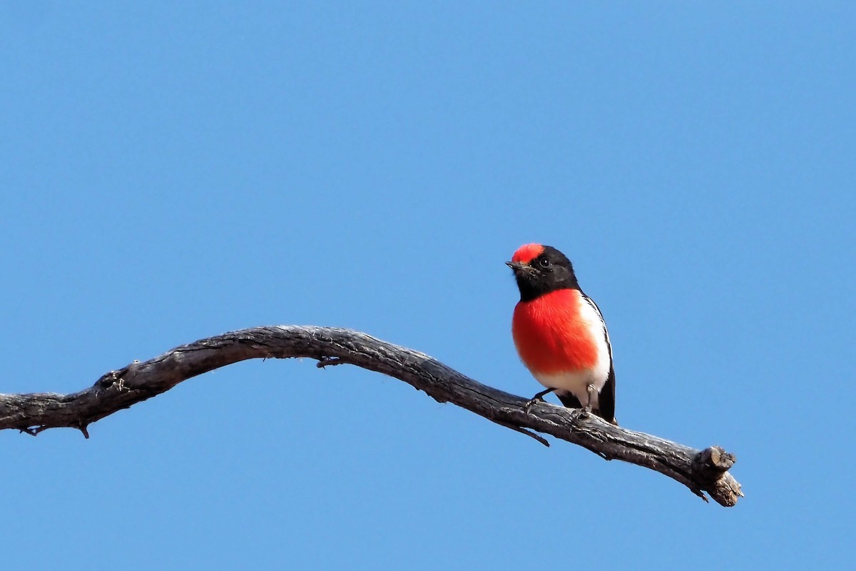 Red-capped Robin - Sue Lee