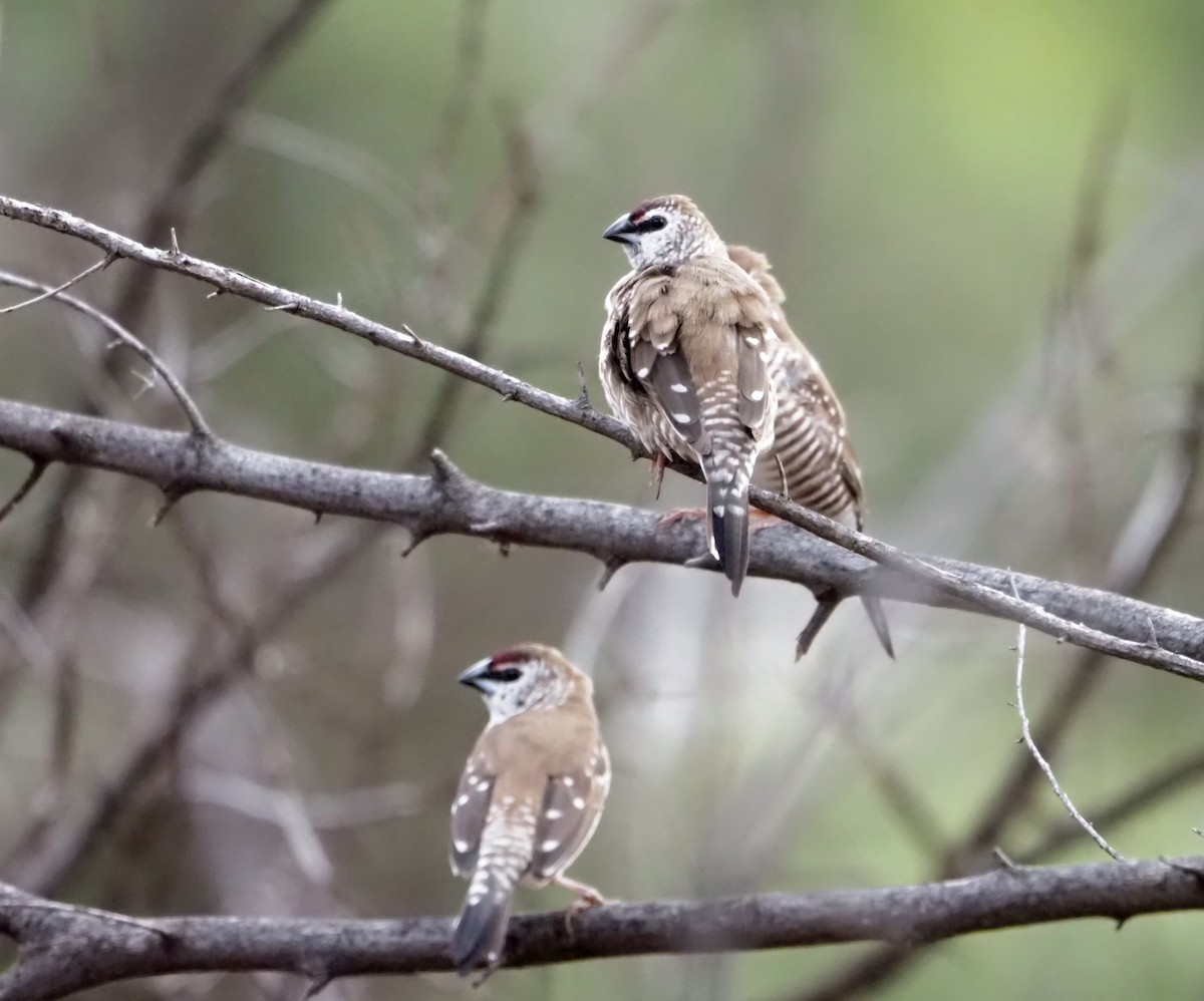 Plum-headed Finch - ML472641401