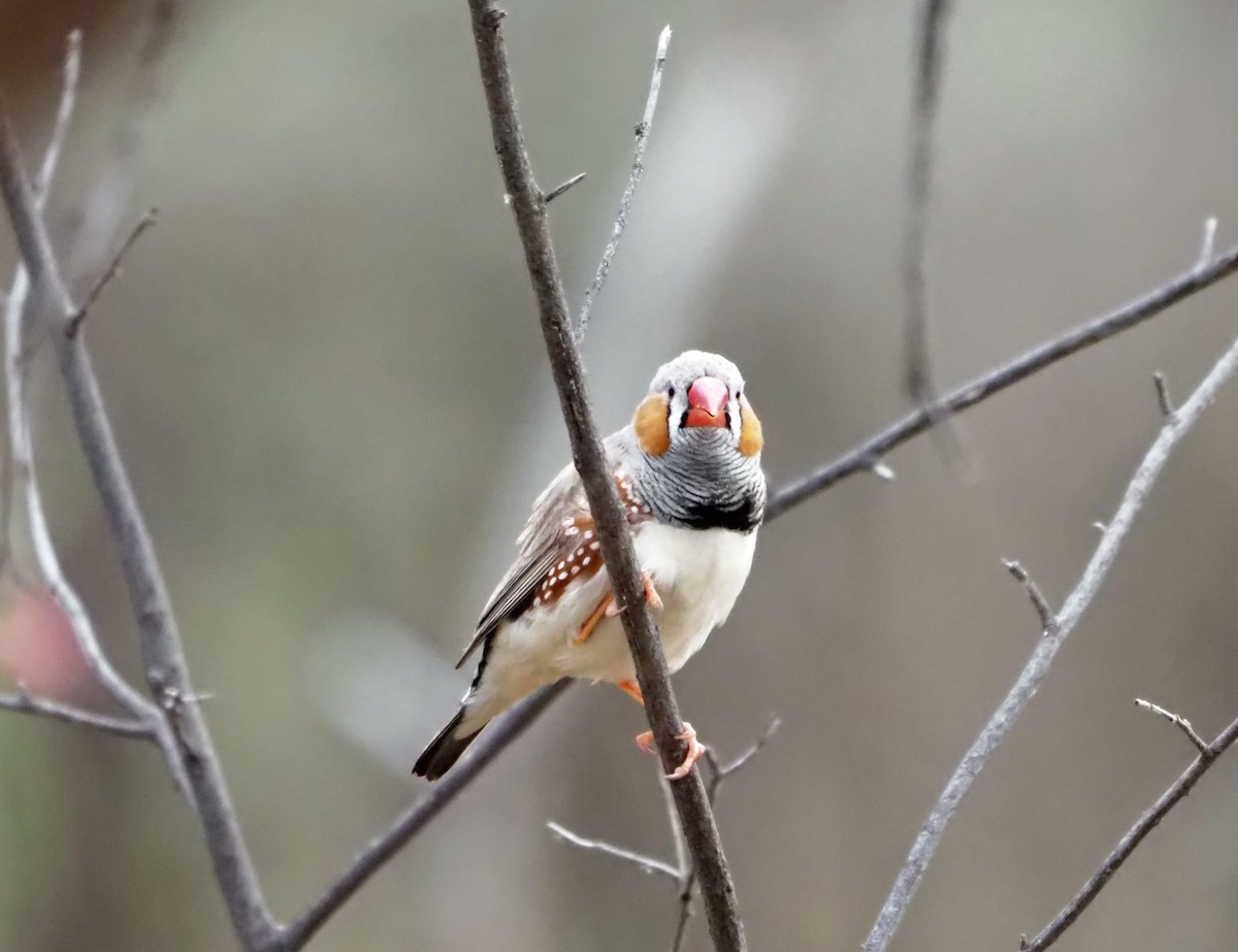 Zebra Finch - ML472641471