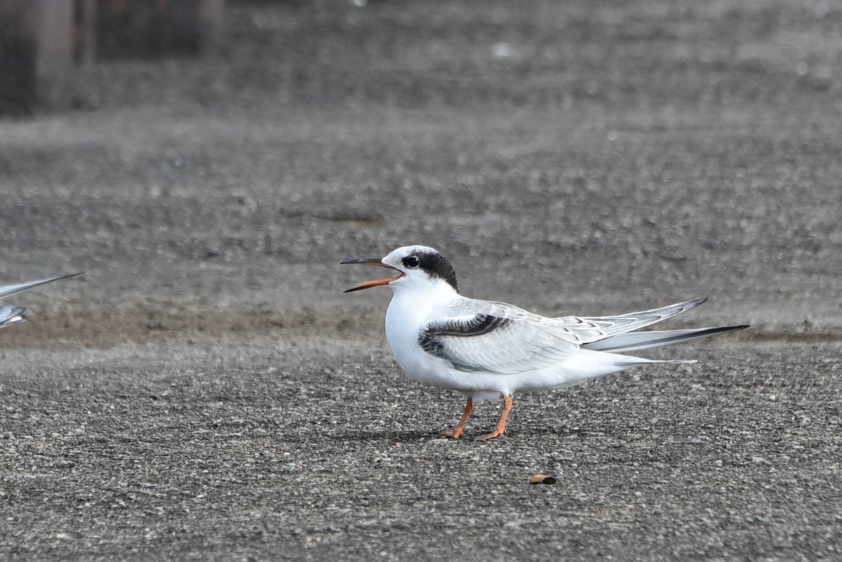 Common Tern - Andrea Heine