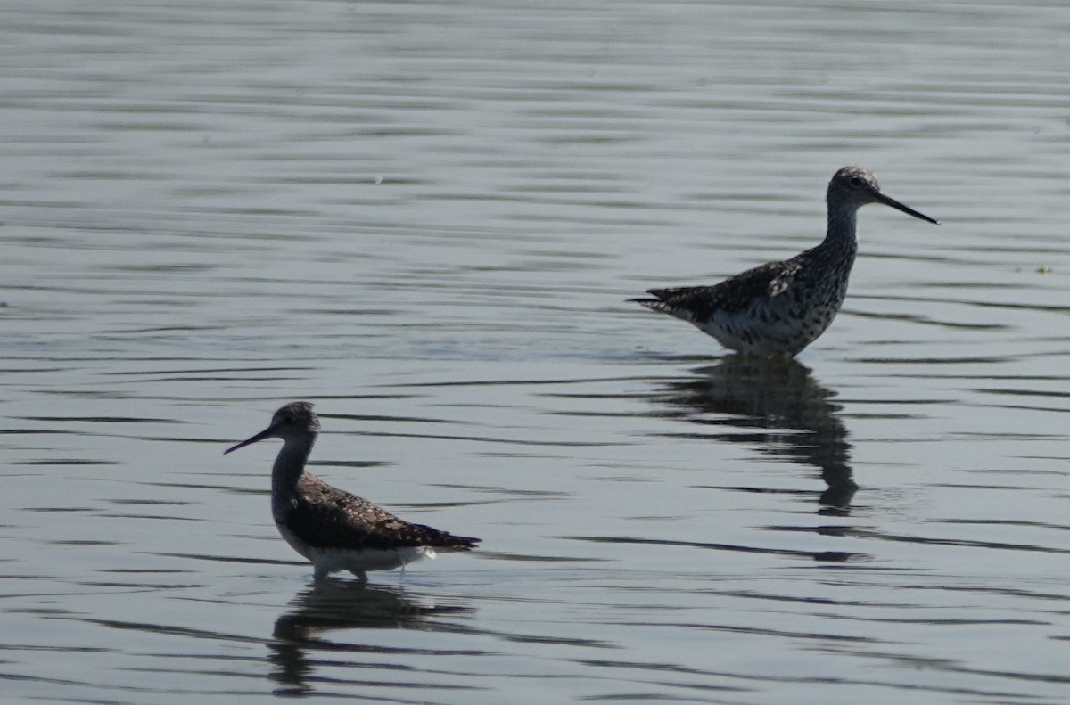 Greater Yellowlegs - ML472641601