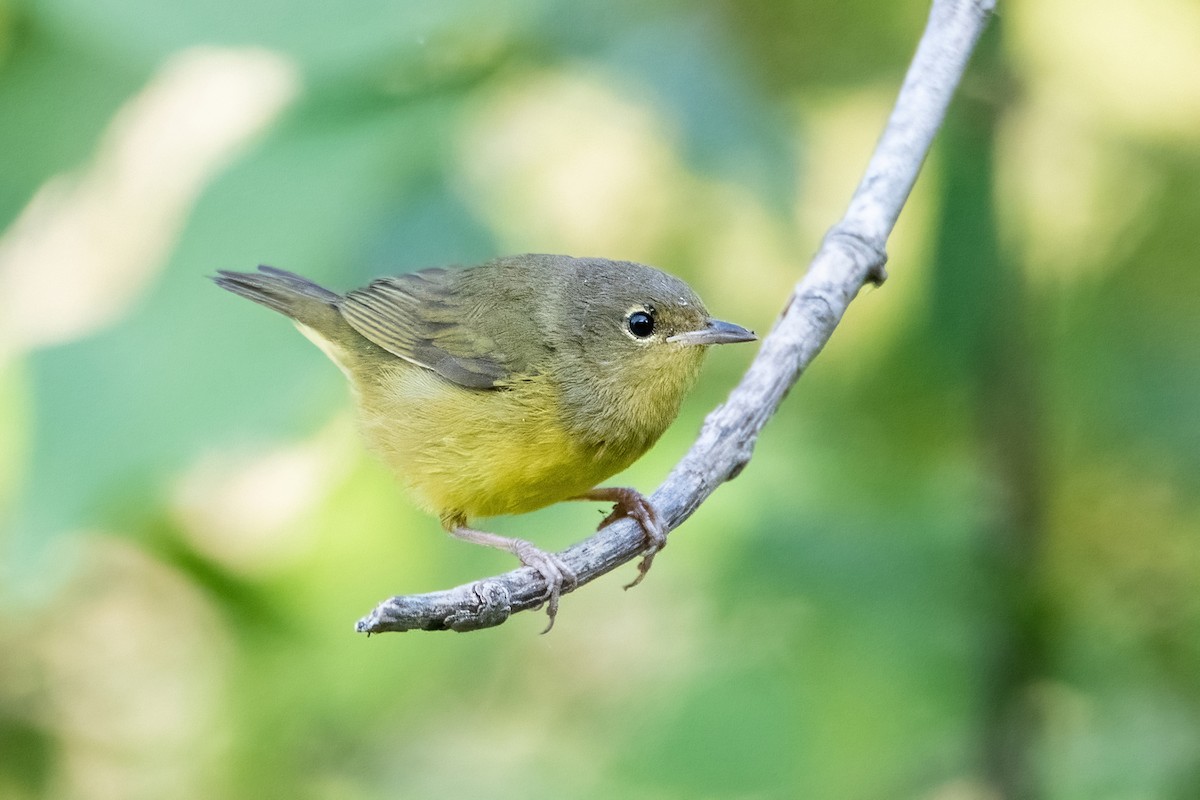 Mourning Warbler - Sue Barth