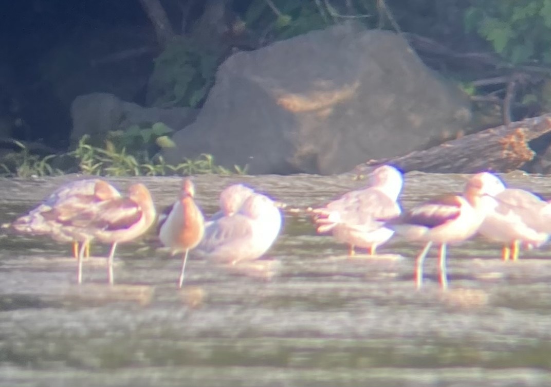 American Avocet - ML472644671