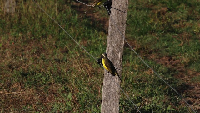 Красношапочный бентеви [группа similis] - ML472645