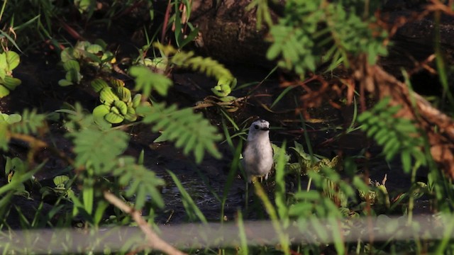 Pied Water-Tyrant - ML472647