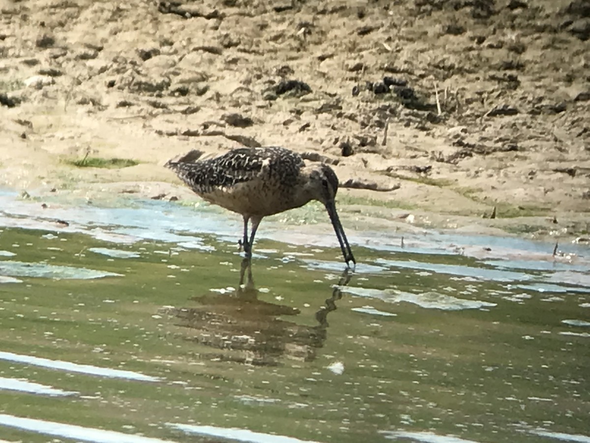 Long-billed Dowitcher - ML472647271