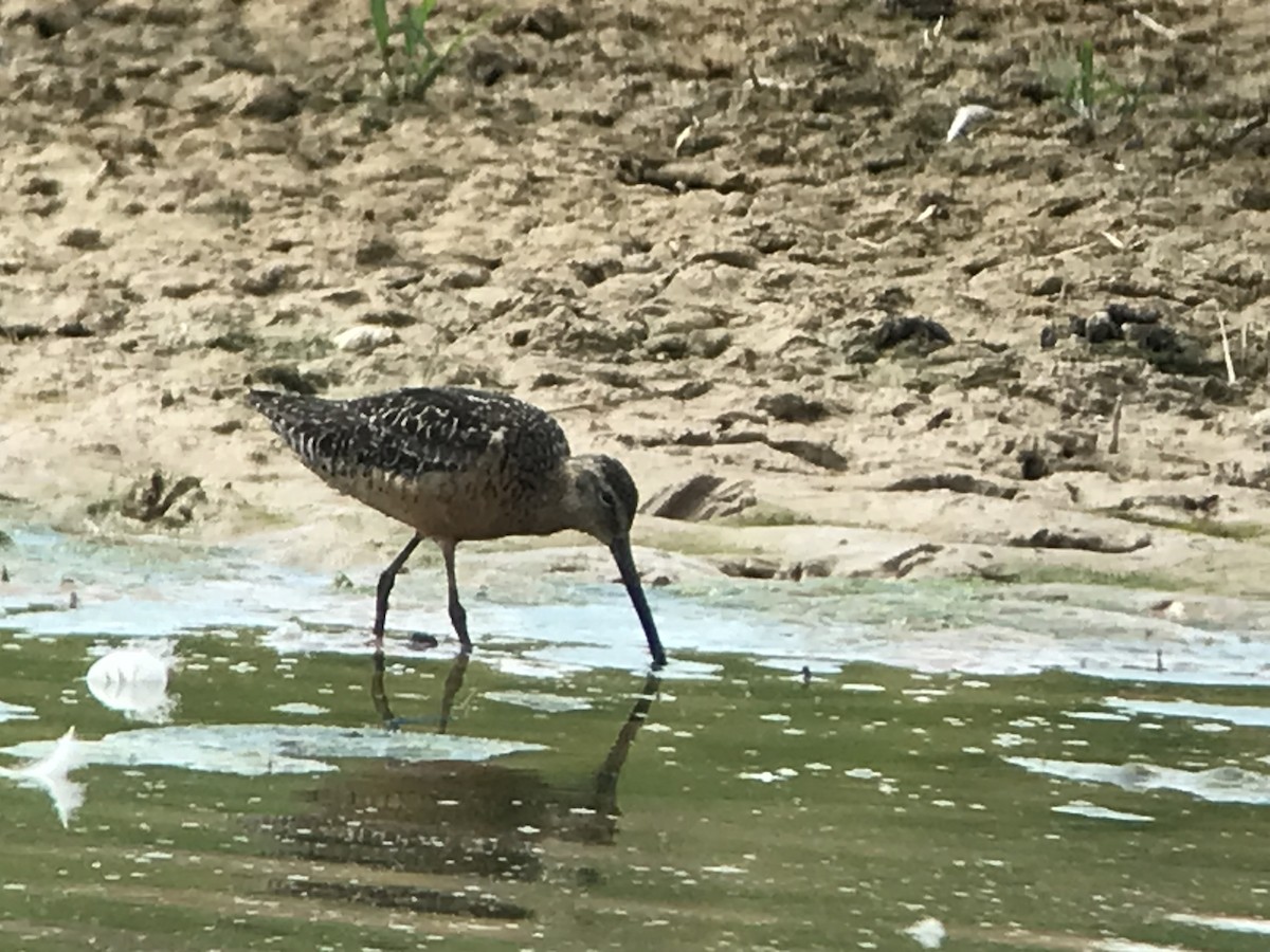 Long-billed Dowitcher - ML472647281