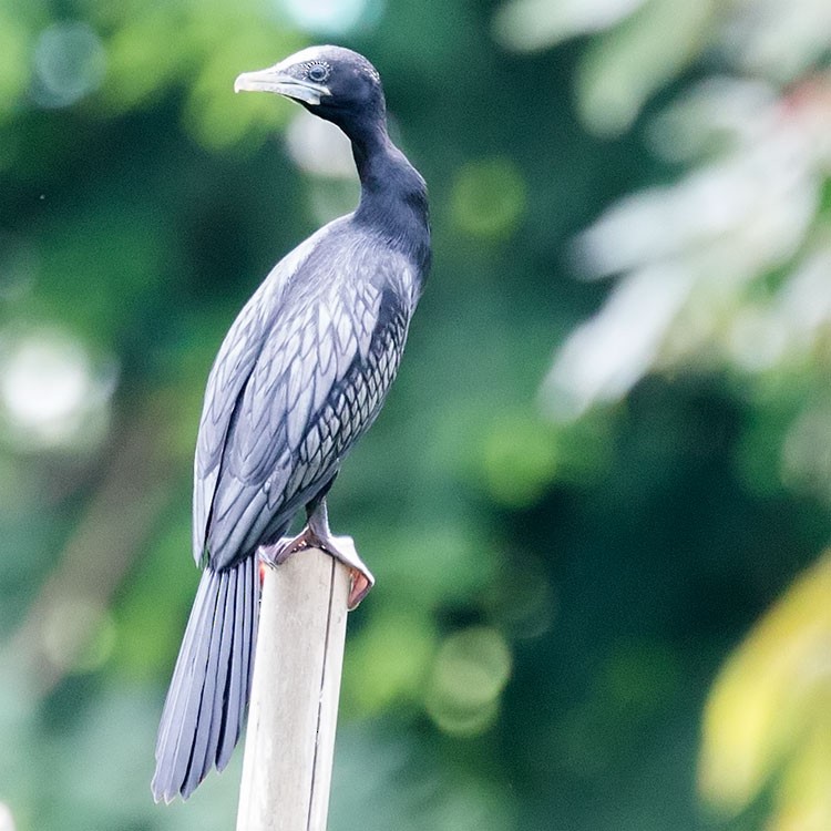 Little Cormorant - www.aladdin .st