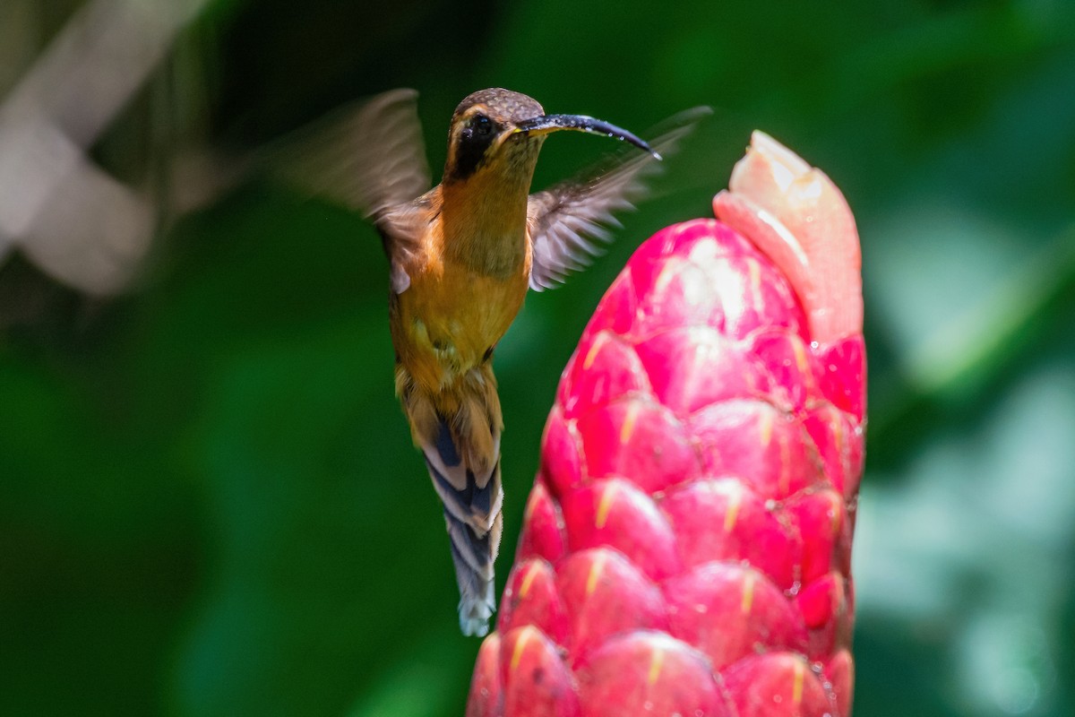 Gray-chinned Hermit - ML472647781