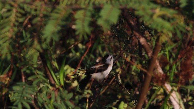 Pied Water-Tyrant - ML472648