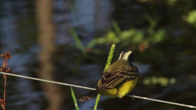 Красношапочный бентеви [группа similis] - ML472649