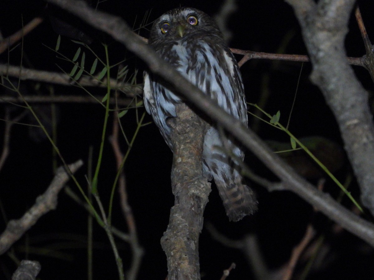 Ferruginous Pygmy-Owl - ML472650041