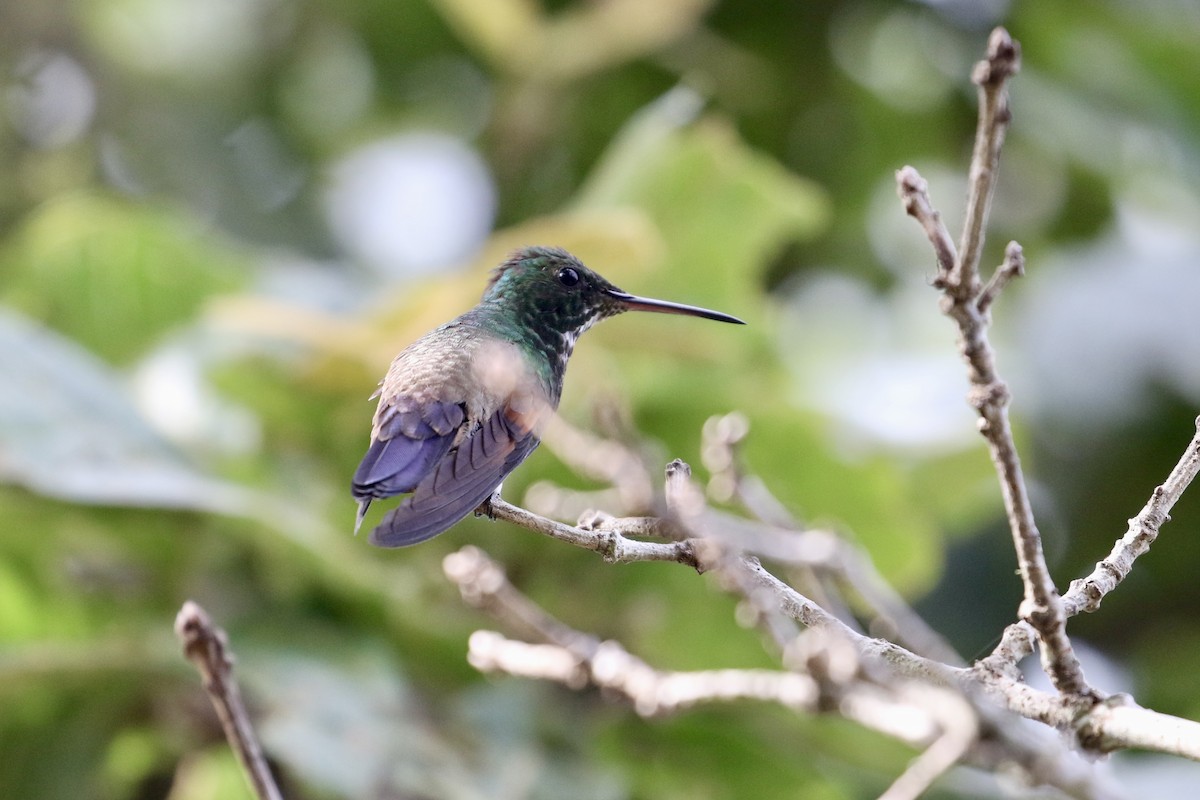 Blue-tailed Hummingbird - ML472650251