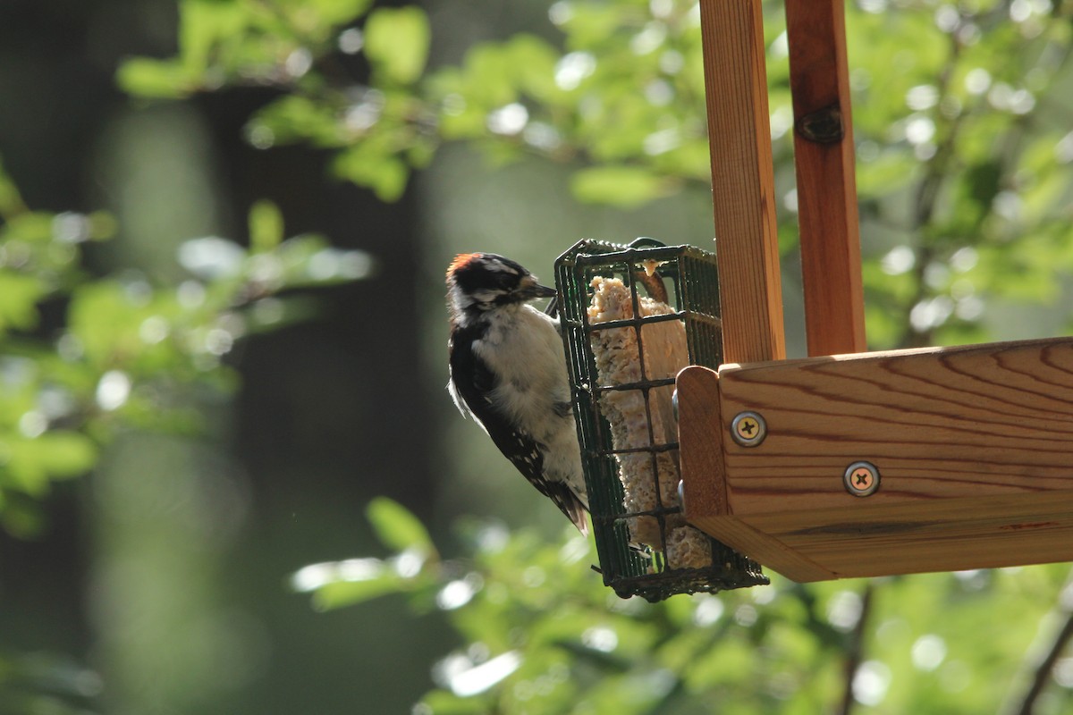 Downy Woodpecker - ML472650371