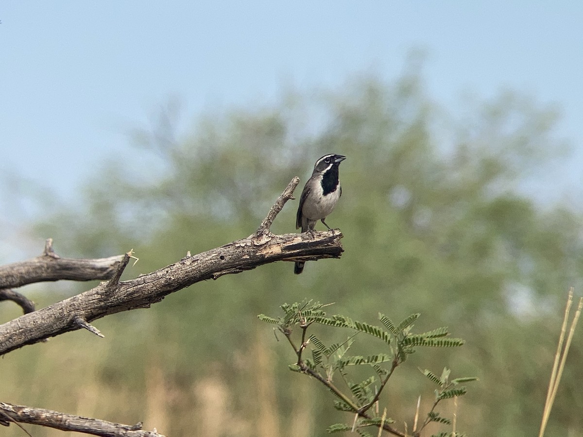 Black-throated Sparrow - ML472650751