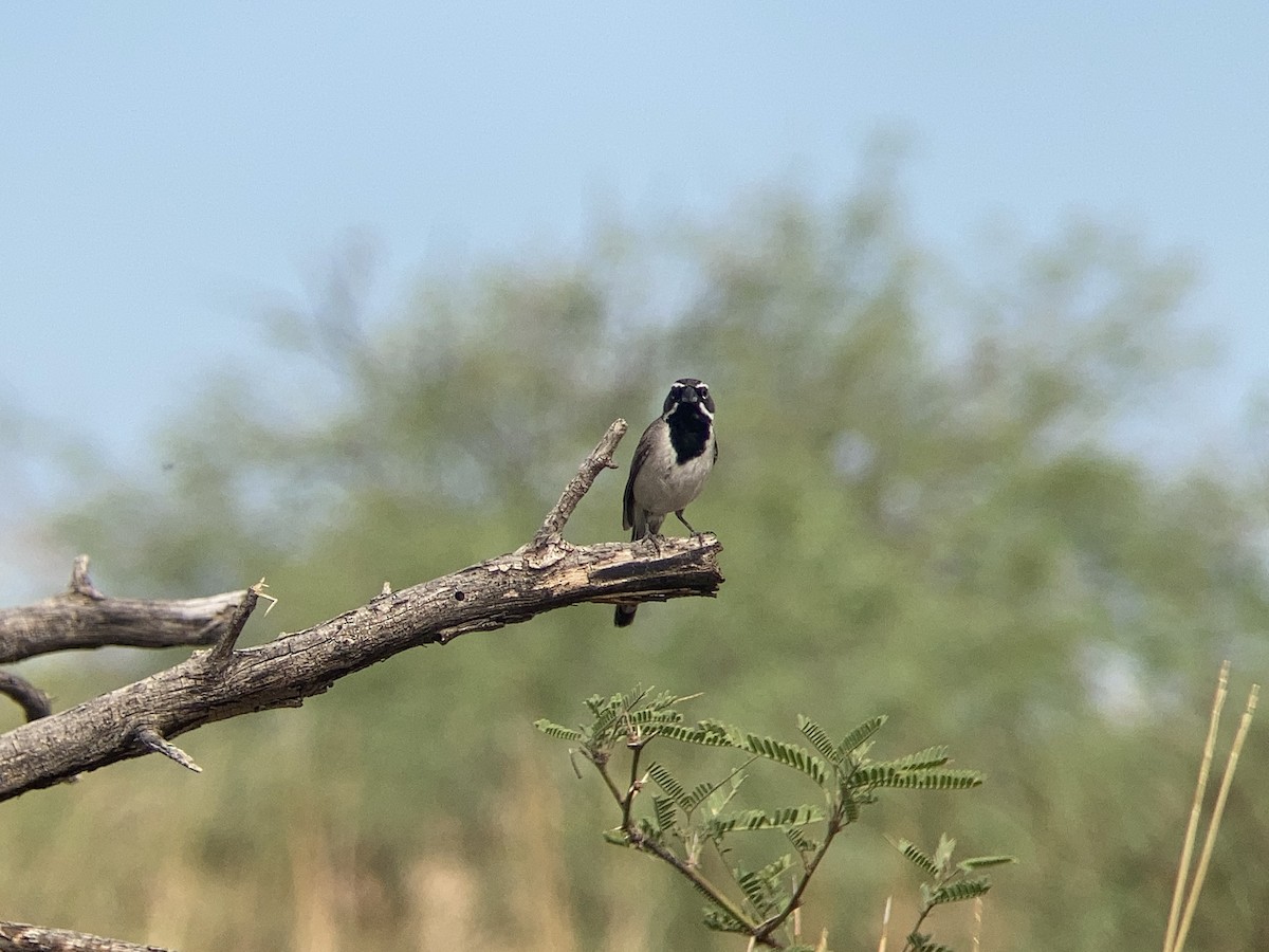 Black-throated Sparrow - ML472650761