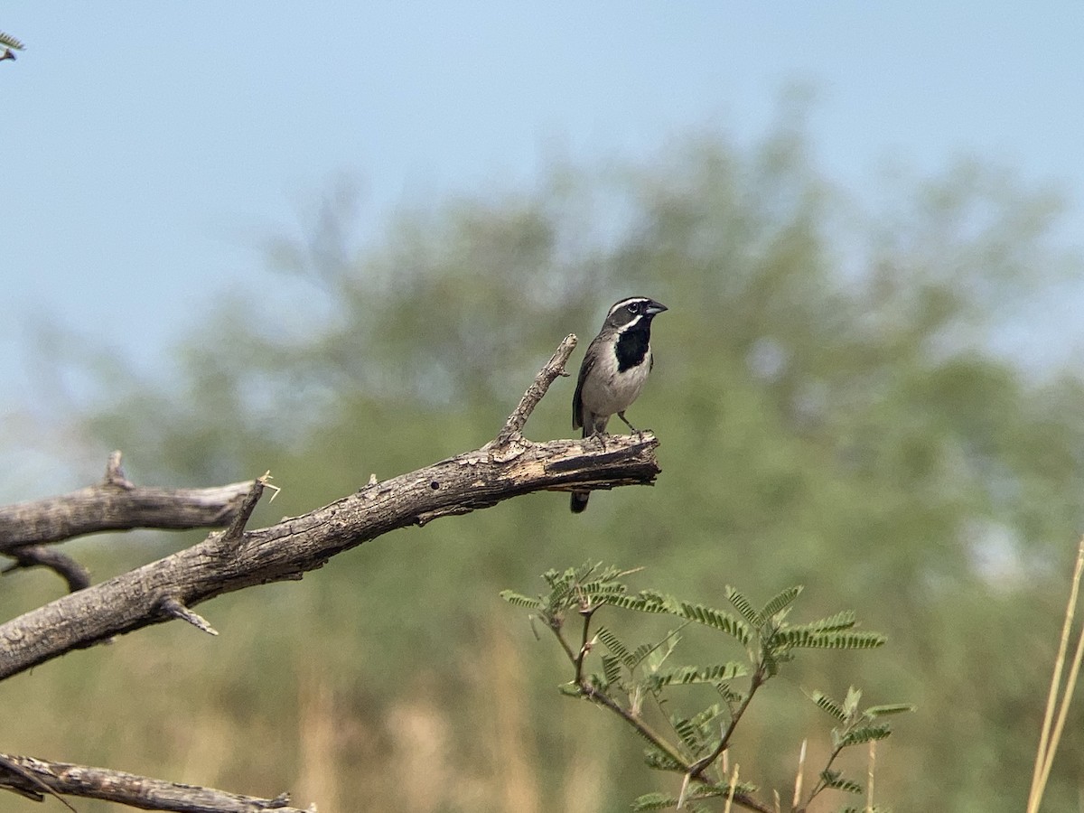 Black-throated Sparrow - Matt Brady