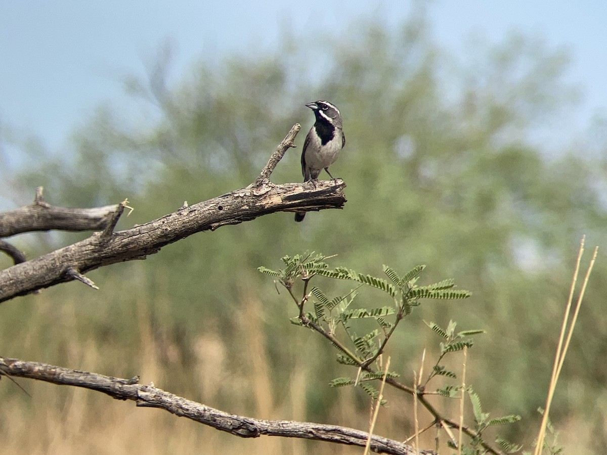 Black-throated Sparrow - ML472650781