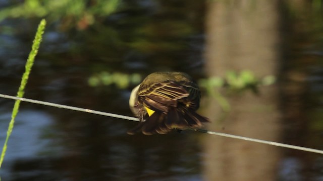 Красношапочный бентеви [группа similis] - ML472651