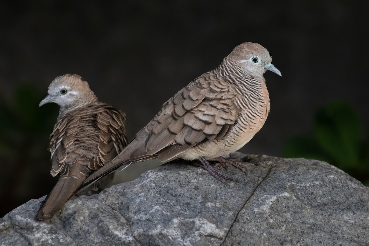 Zebra Dove - ML472652781