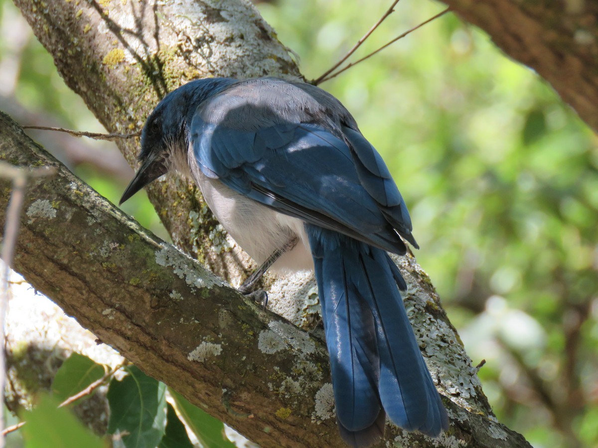 Mexican Jay - ML472652811