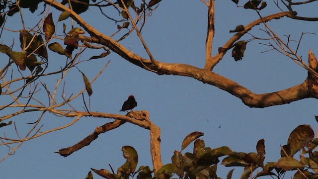 Vermilion Flycatcher (saturatus) - ML472653