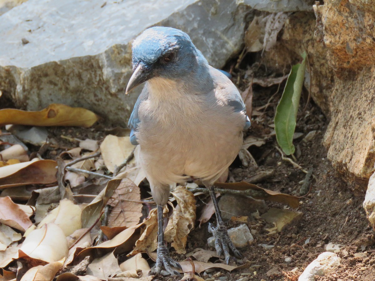 Mexican Jay - ML472653061