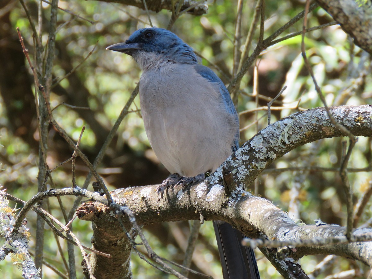 Mexican Jay - ML472653381