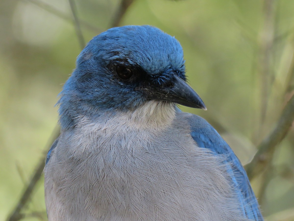 Mexican Jay - ML472653501