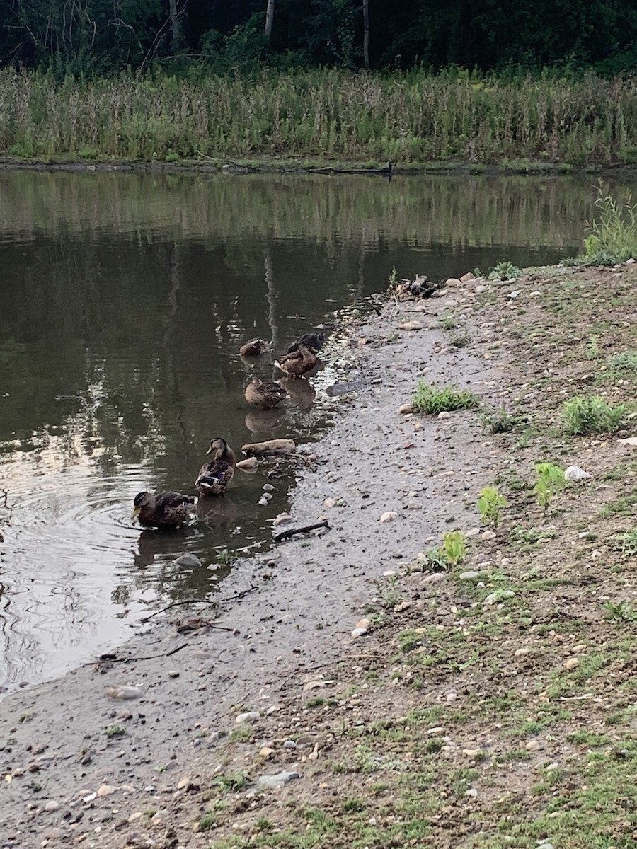 Mallard/American Black Duck - bea anne