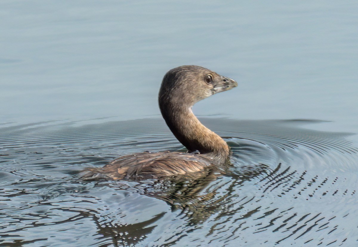 Pied-billed Grebe - Steve Colwell