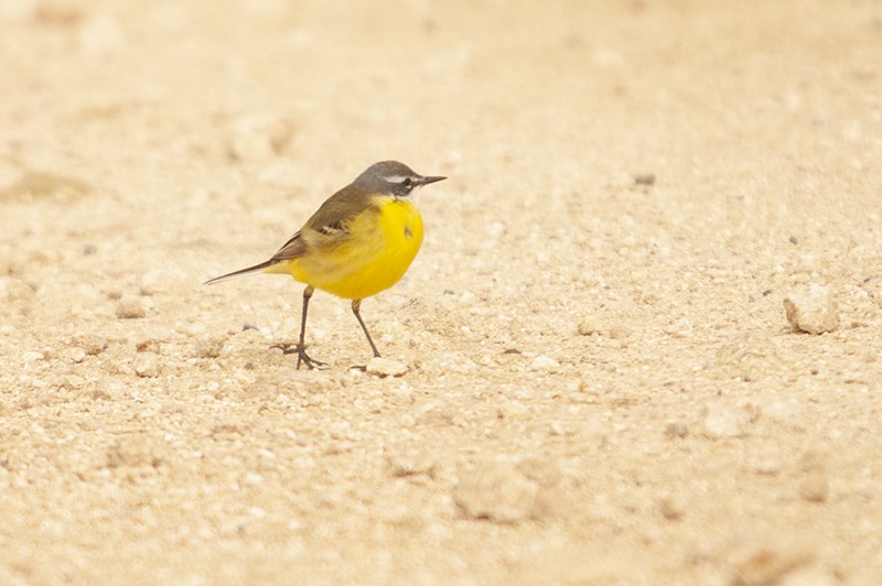 Western Yellow Wagtail - ML472655781