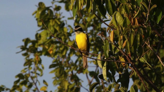 White-bearded Flycatcher - ML472656