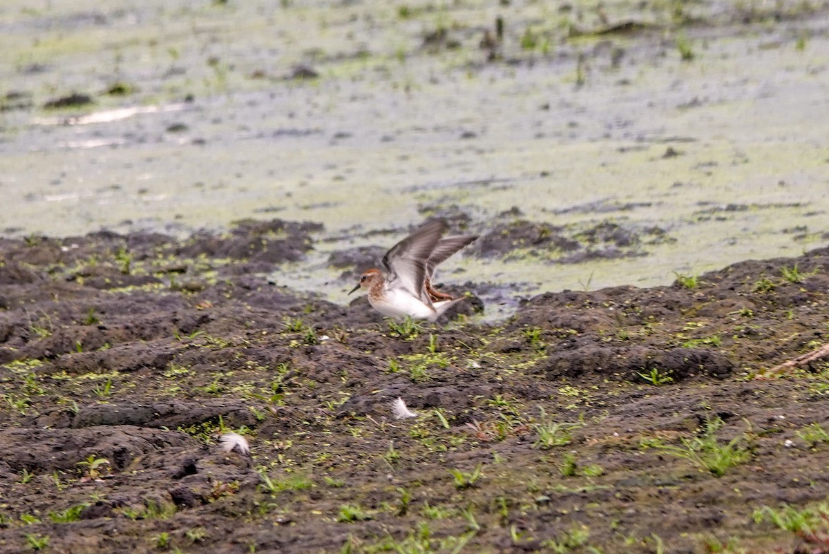 Least Sandpiper - ML472656331