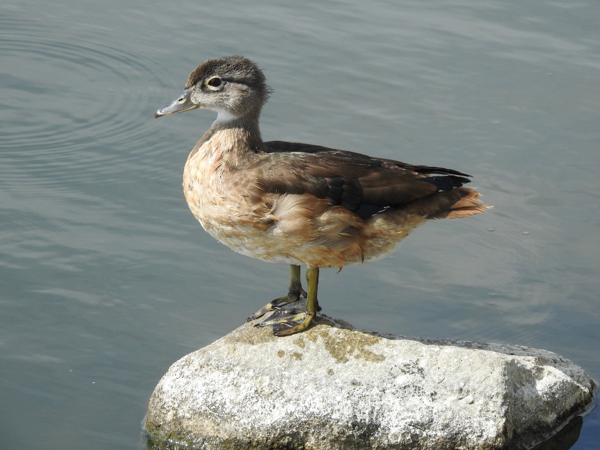 Wood Duck - ML472657401