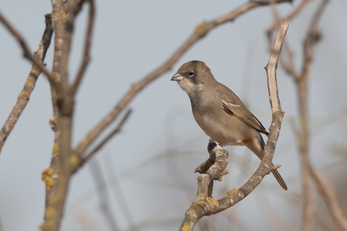 Diuca Finch - ML472657531