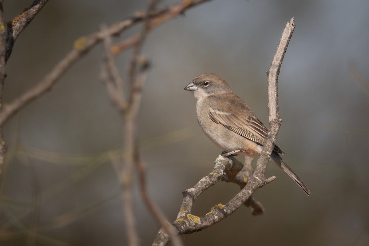 Diuca Finch - ML472657541