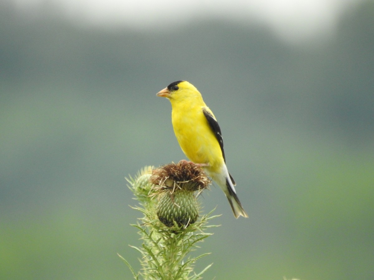 American Goldfinch - Andrew Gafford