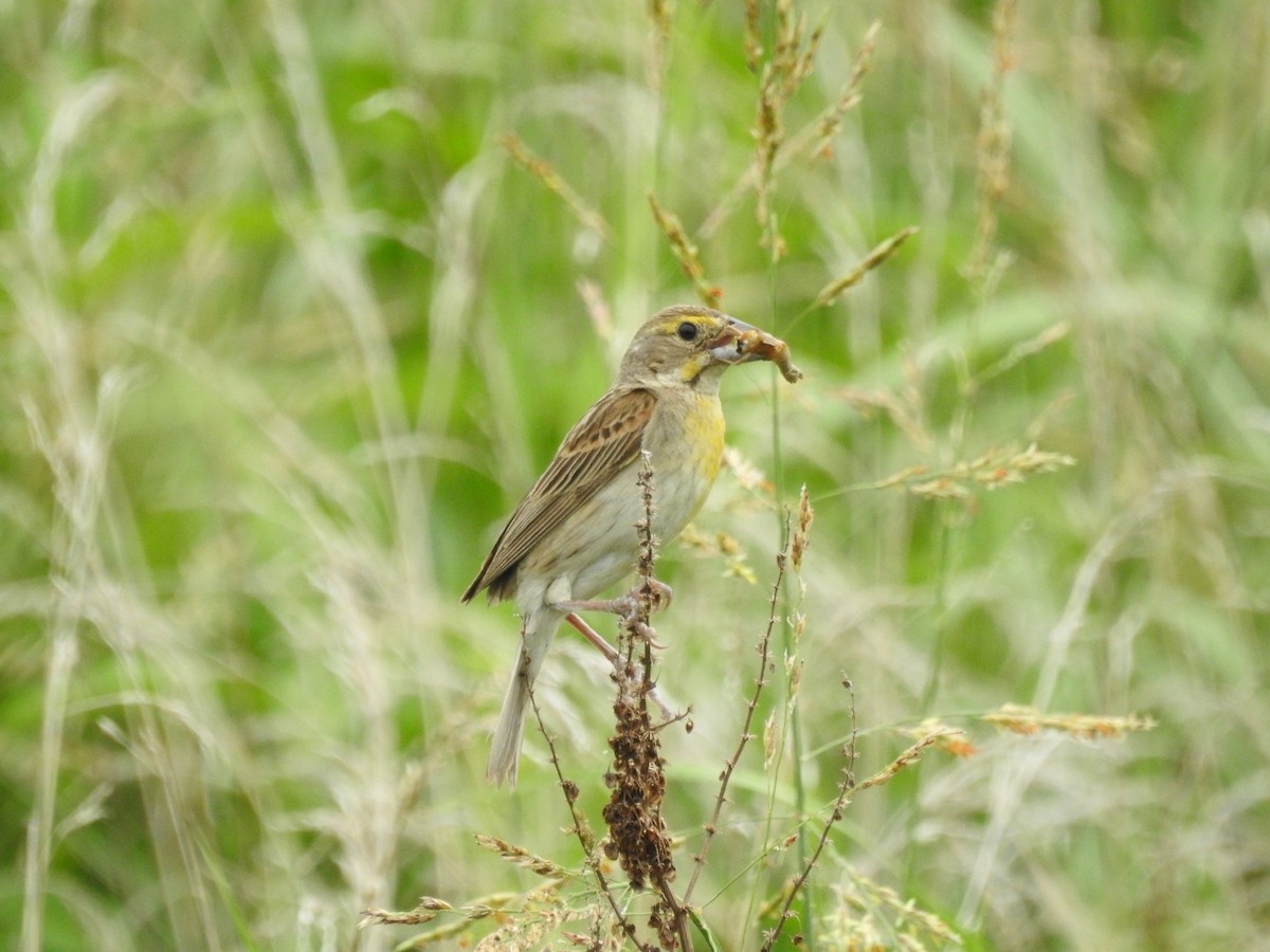 Dickcissel d'Amérique - ML472657681