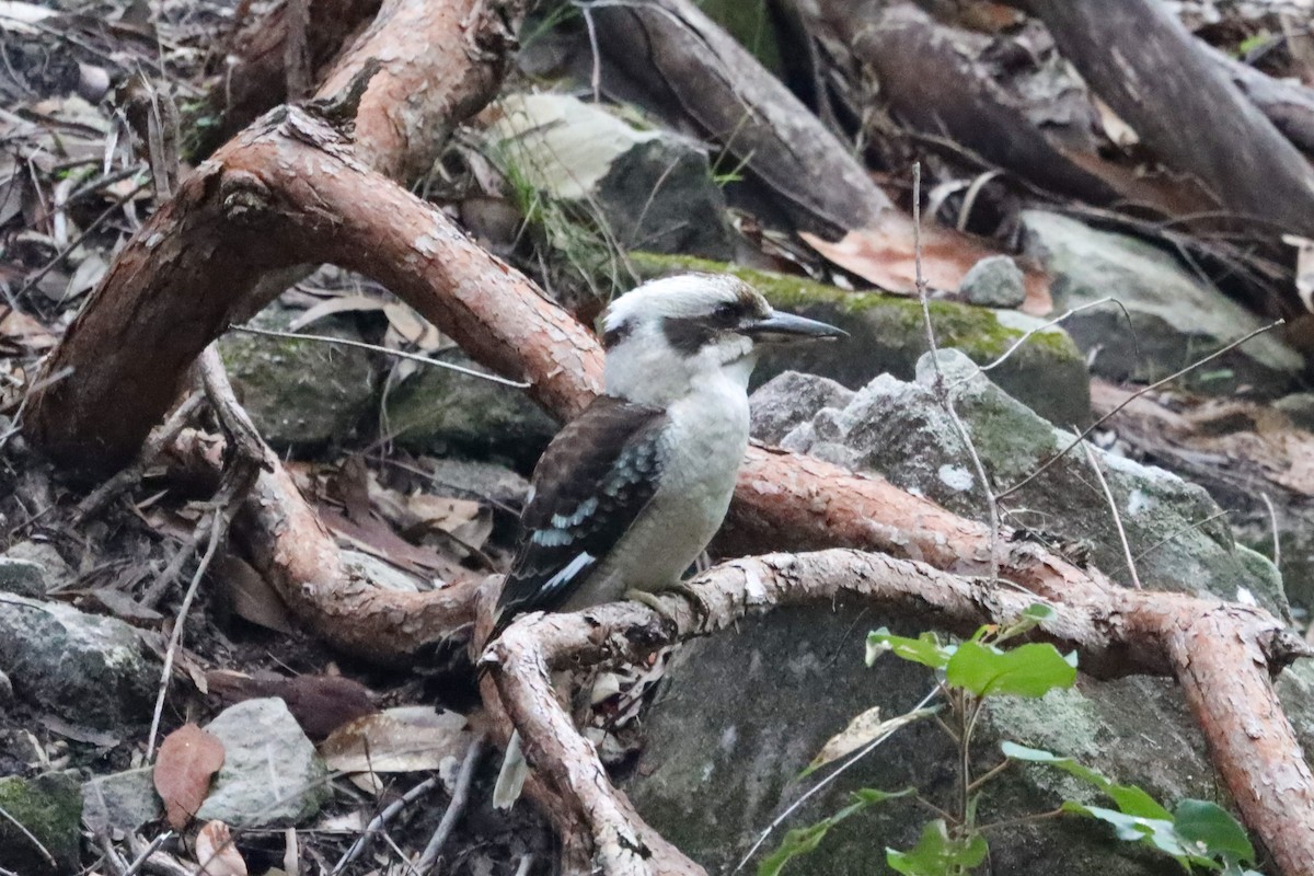 Laughing Kookaburra - Richard and Margaret Alcorn