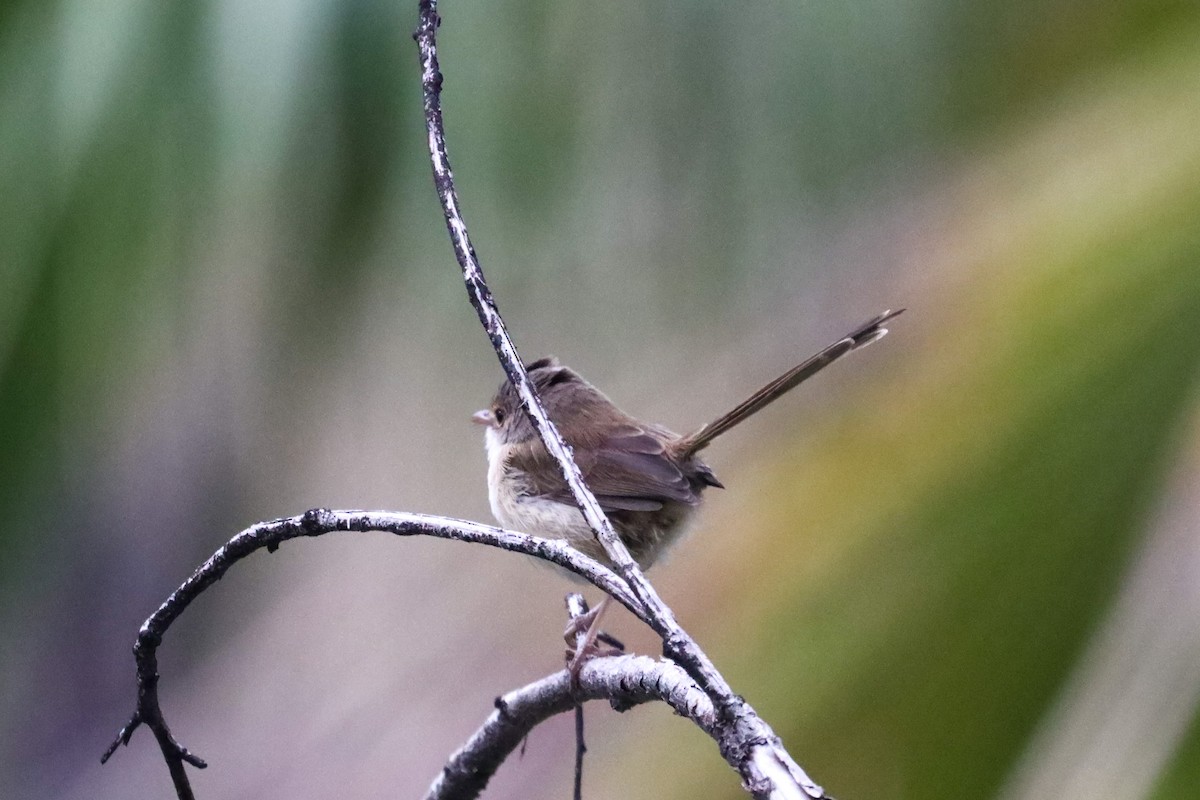 Red-backed Fairywren - Richard and Margaret Alcorn