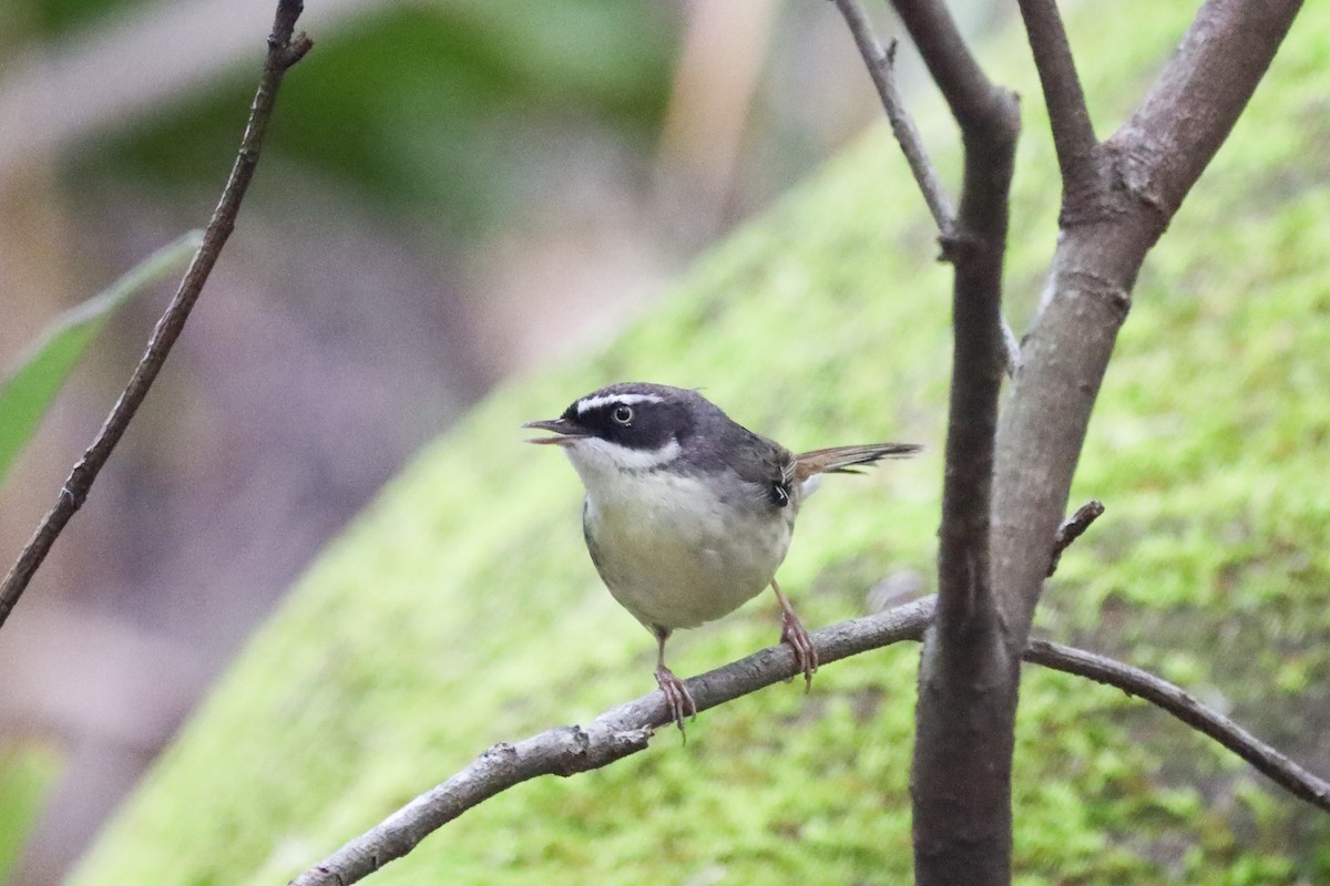 White-browed Scrubwren - Richard and Margaret Alcorn